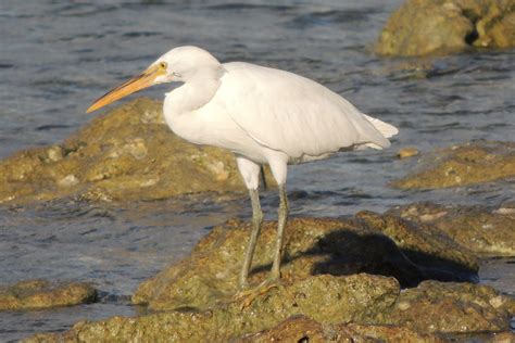 Eastern Reef Egret (Egretta [Ardea] sacra)