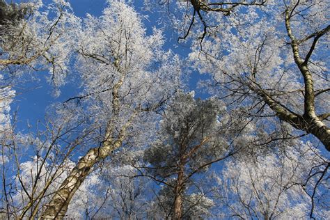 Free Images : tree, nature, branch, snow, sky, flower, frost, spring ...