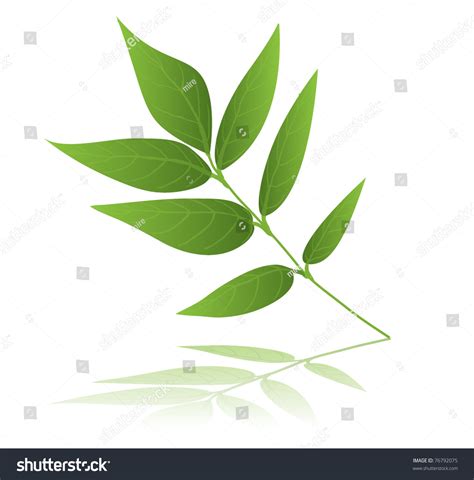 Ash Leaf Illustration - 76792075 : Shutterstock