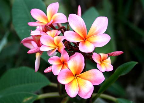 Frangipani wallpapers, Earth, HQ Frangipani pictures | 4K Wallpapers 2019