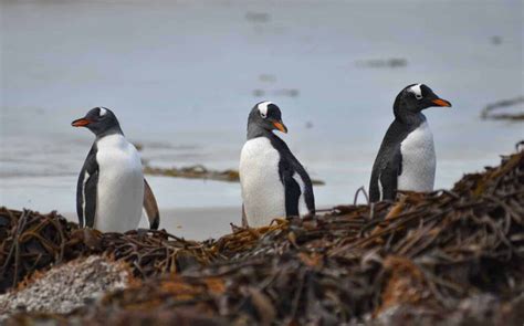 A Complete Guide to the Falkland Islands Penguins