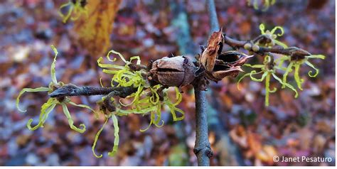 Witch hazel: Flowers, fruit capsules, and reproductive strategy