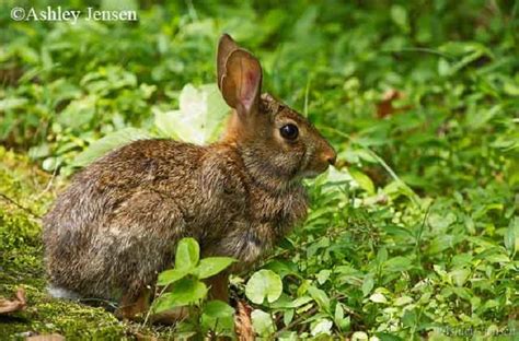 Tennessee Watchable Wildlife | Appalachian Cottontail (Hunted)