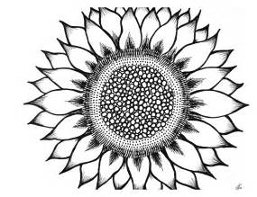 Sunflower black and white sunflower clipart black and white clipartfox 4 - WikiClipArt