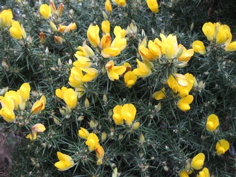 Gorse | Plant-Lore