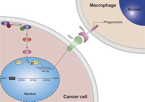 KRAS mutation shown to promote tumor evasion of innate immune surveillance in lung cancer