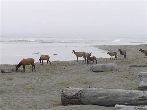 Top Ten Beaches of Humboldt County