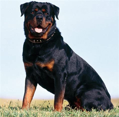 Rottweiler Dog | Interesting Facts & New Pictures | All Wildlife ...