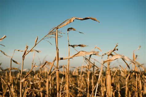 Plants remember drought | Biodesign @ Berkeley