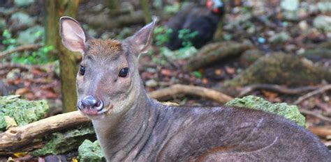 Barbados Attractions: Barbados Wildlife Reserve