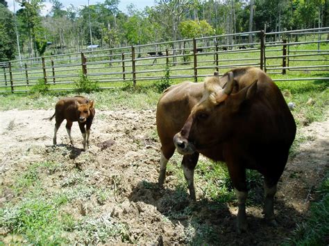 FREELITTLEBRAIN: Malayan Gaur - the 2nd largest terrestrial mammal in ...