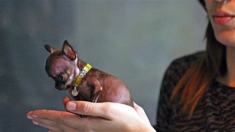 Guinness World Records 2020 Smallest Dog - Guiness Record