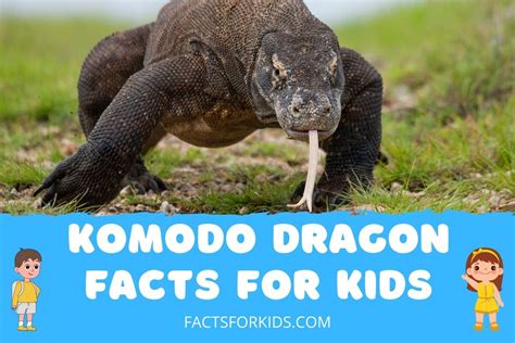 18 Komodo Dragon Facts for Kids to Become an Expert – Facts For Kids