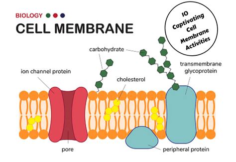 Cell Membrane Images Worksheet Key - Worksheets For Kindergarten