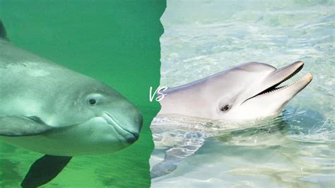 The differences between dolphins and porpoises (and how you can be cool ...