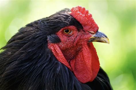 13 Important things Your Chickens Comb is Telling You