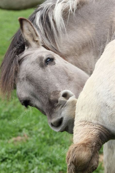 Tarpan horse — Stock Photo © derausdo #3143209