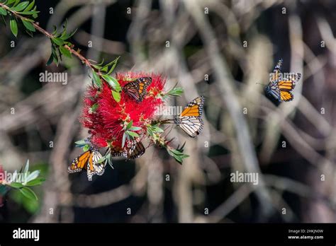 Pacific Grove Monarch Butterfly Sanctuary Stock Photo - Alamy