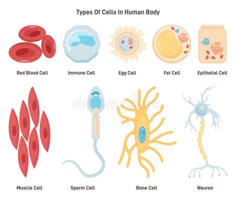 Types of Cells in Human Body. Labeled Inner Human Organ Tissue Part ...