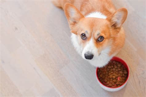 AAFCO Standards: Why They Matter for Dog Food | Mad Paws Blog