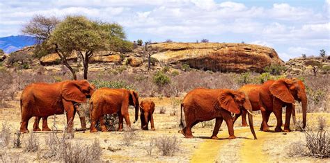 Tsavo East National Park | Brilliant Africa