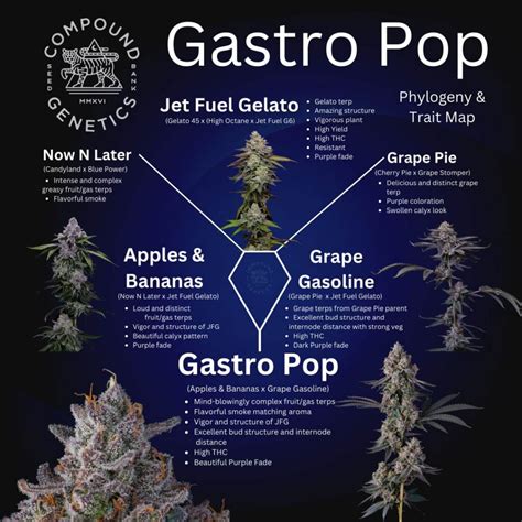 Gastropop S1 Compound genetics - Heavily Connected Seeds