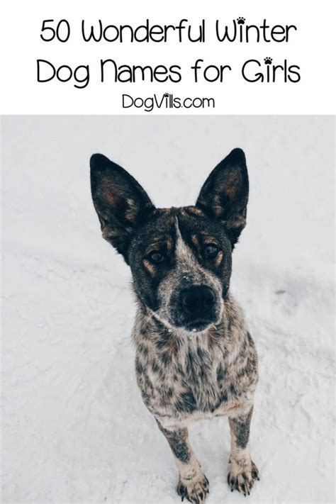 100 Wonderful Winter Dog Names - DogVills