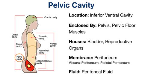 Body Cavities And Organs