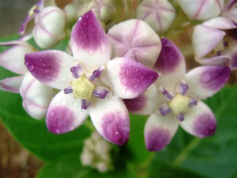 Aak Flower after rain by Amjad-Miandad on DeviantArt