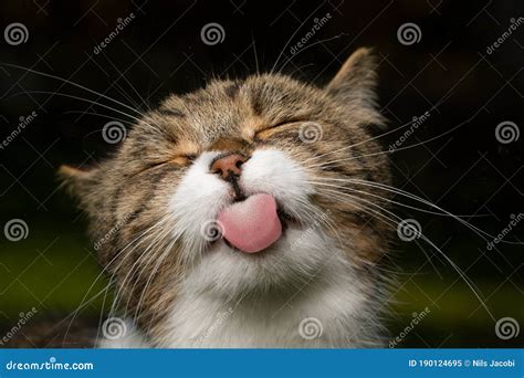 Funny Cat Sticking Out Tongue Stock Image - Image of pets, purebred: 190124695