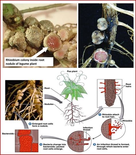 Rhizobium Bacteria Diagram