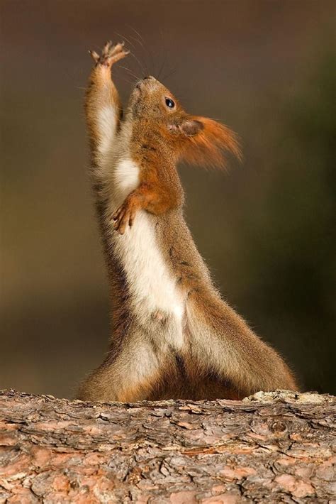 Dancing Squirrel | Squirrel funny, Dancing animals, Cute squirrel