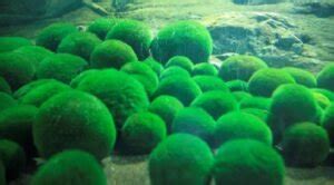 (Species Guide) Cold Water Aquarium plants: Everything you Should Know