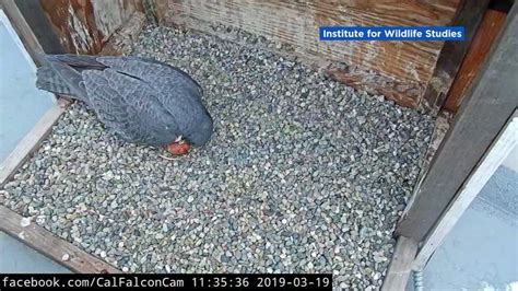 2 more peregrine falcon eggs arrive at UC Berkeley campus in East Bay