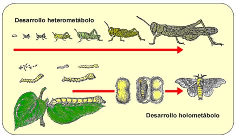 Opiniones de Holometabolismo