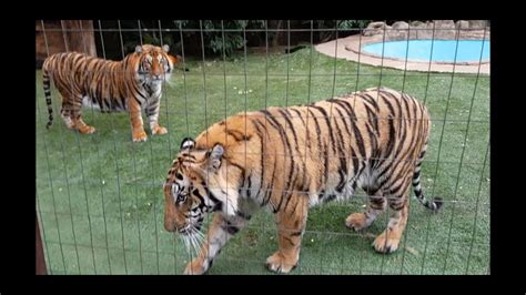 Your typical tiger feeding vlog - YouTube