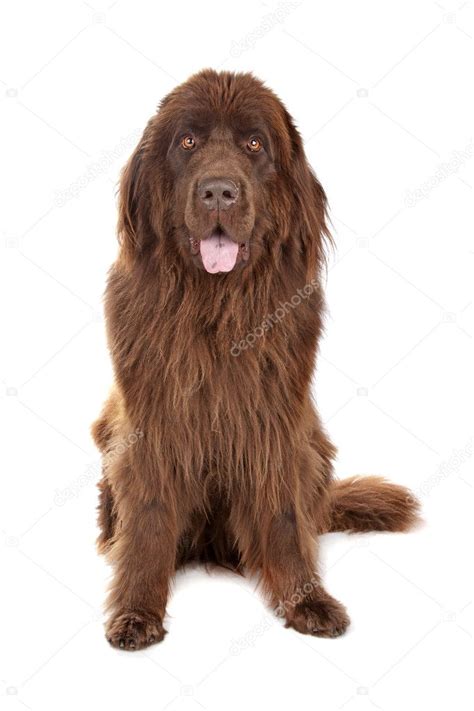 Brown Newfoundland Dog