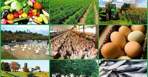 10 Ideas for Fast and Profitable Farming - Farming South Africa