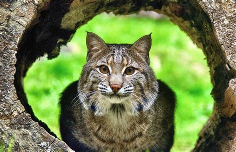 #WildlifeLove: Why Bobcats Are So Fierce - Scenic Hudson