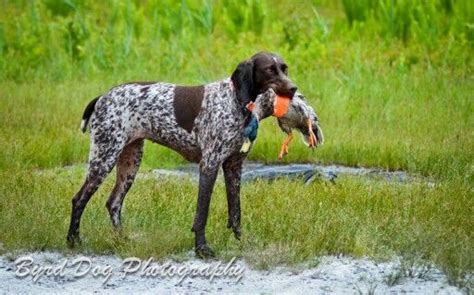 Perfect bird dog! German Shorthaired Pointer | Duck hunting dogs ...