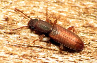 Powderpost Beetles – Pest Guide | Ledford’s Pest Control