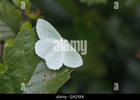 Large Emerald Moth, Geometra papilionaria. Wings open Stock Photo - Alamy