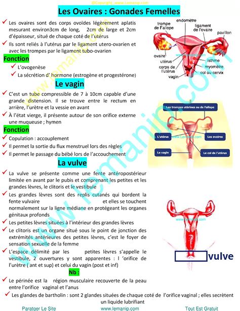 Hystérosalpingographie HSG Hystérographie