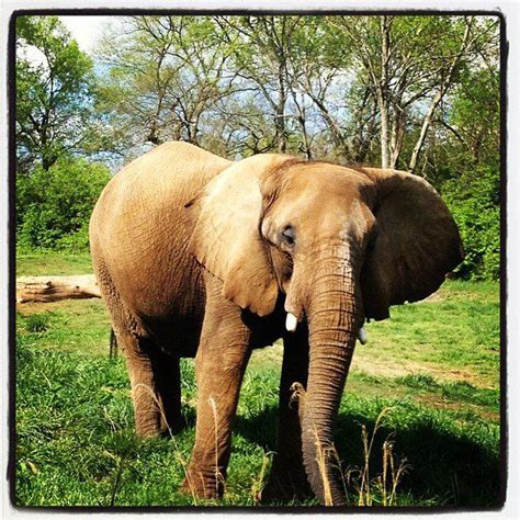 Elephant from the Nashville Zoo! | Elephant, Animals, Zoo