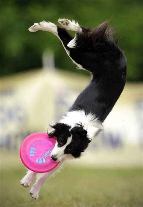 ФотоТелеграф » Бордер колли | Dog frisbee, Collie dog, Dog breeds