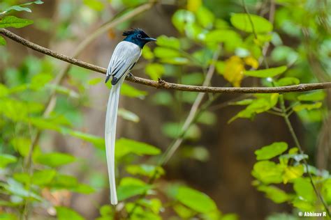 Indian Paradise Flycatcher - Terpsiphone paradisi - PhotoValiant