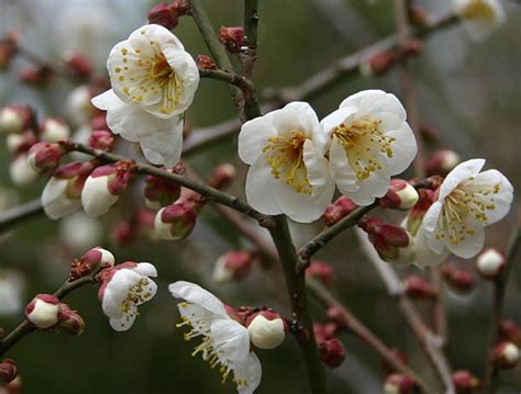 Ume, the Japanese Plum Tree, Prunus mume – Botany Boy