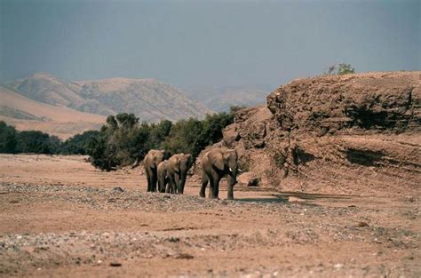 Namibia Safari Guide - Desert Adapted Elephants