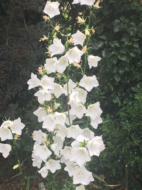 Campanula 'White Cups' | Cottage garden, White cups, Plants