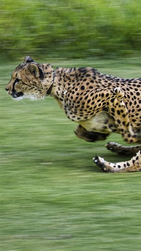 Cheetah run, San Diego Zoo Safari Park, California, USA | Windows ...